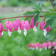 Image for article titled This could be the earliest flowering plant ever found in North America